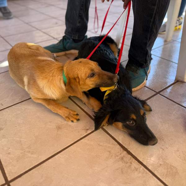 Beneficia Gobierno de Sonora salud animal con jornada de esterilización en municipio de Ures.